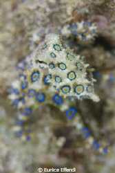 Blue Ring Octopus
Found in Derawan Jetty
 by Eunice Effendi 